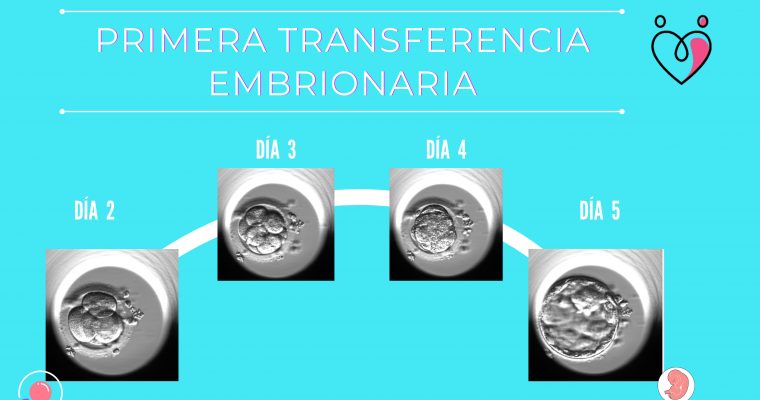 PRIMERA TRANSFERENCIA EMBRIONARIA